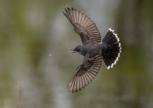 Eastern Kingbird in pursuit 24.5 HM DP Greg Alderson Nature Master