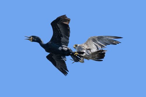Peregrine Falcon attacks Cormorant  27 TC DP Greg Alderson Nature Master