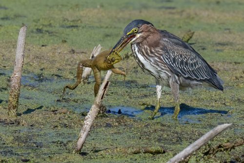 Green heron with frog Top N 27 TC DP Greg Alderson Nature Master