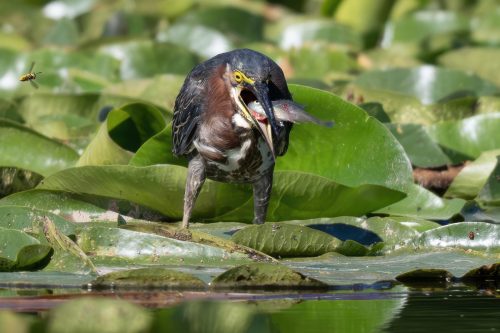 Green heron feeding 24 DP Greg Alderson Nature Master