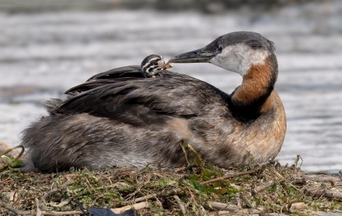 Red-necked grebe with chick 25.5 TC DP Greg Alderson Nature Master