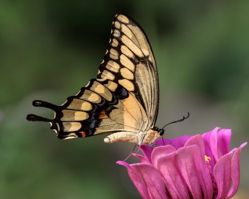 Giant Swallowtail on a Zinnia 25 HM DP Geoff Dunn Nature Master