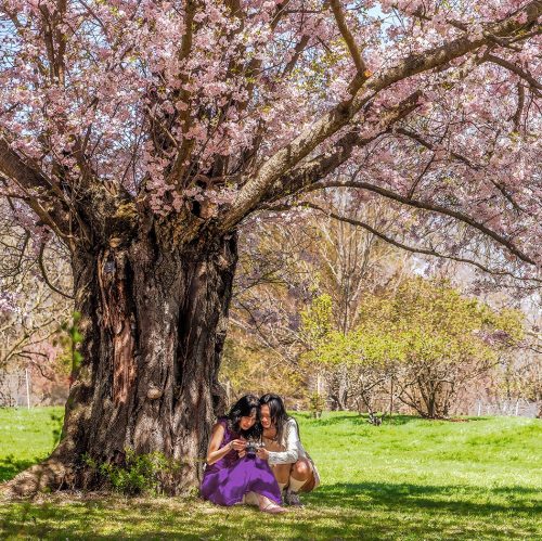 under the blossoms 21 Mike Moffat Pictorial Silver