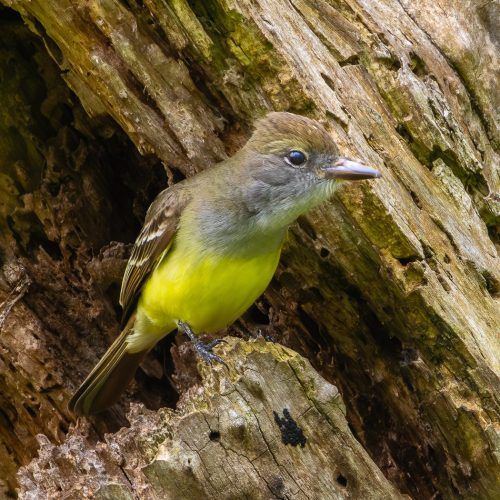 Great Crested Flycatcher 24.5 HM DP Jim Thomson Nature Master
