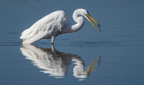 Great White Heron at Valley Inn with Fish 24 DP David Evans Nature Master