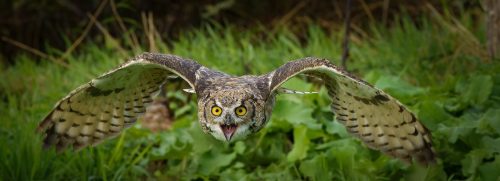 Great Horned Owl 22 Andy Langs Nature Master