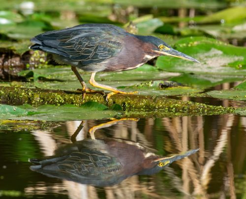Green Heron with reflection 22.5 SPP Kevin White Nature Silver