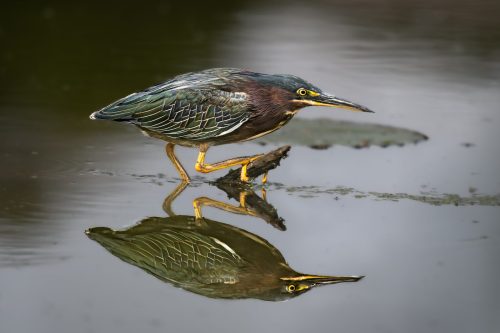 Green Heron Reflection 23.5 SPP Leonard Forte Nature Silver