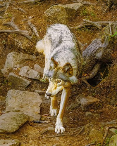 Grey Wolf 20.5 Mike Moffat Nature Silver