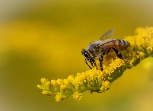 Honey Bee on Goldenrod 23 TC BPP Tracey Kenning Nature Bronze
