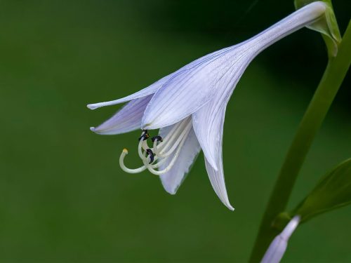 Hosta Bloom 22.5 SPP Lan Gao Pictorial Silver