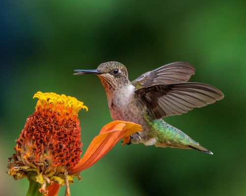 Ruby Throated Hummingbird on a Zinnia 25.5 TC DP Geoff Dunn Nature Master