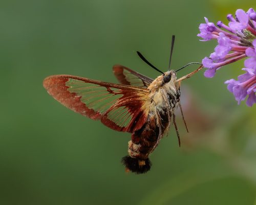 Hummingbird Moth Seeking Nectar from Buddleia 25 DP Geoff Dunn Nature Master