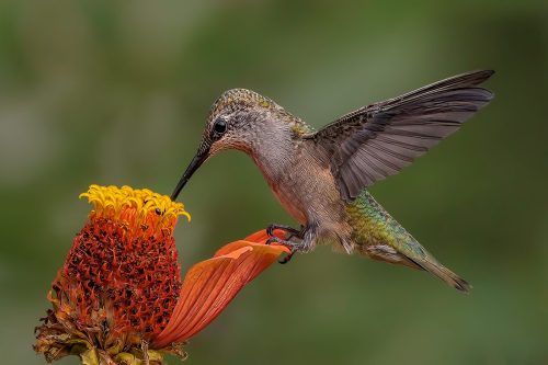 Hummingbird Hovering for Nectar Top P 29 TC DP Geoff Dunn Pictorial Master