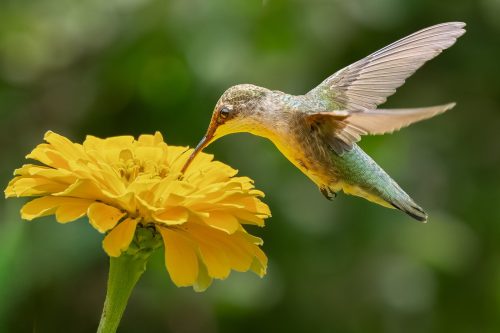 Hummingbird over yellow zinnia 25 HM SPP Leonard Forte Pictorial Silver