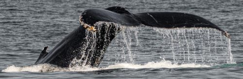 Humpback Whale Diving 21.5 Herb McClelland Nature Gold