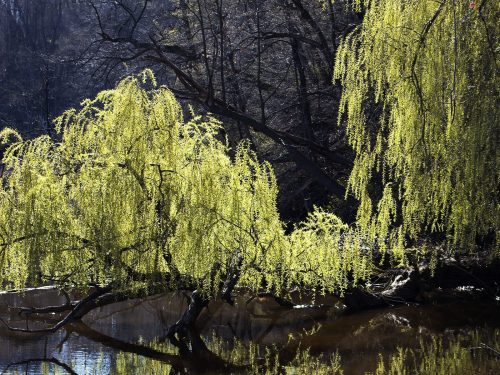 Budding Willows 20.5 Cherylene Stimers Pictorial Silver