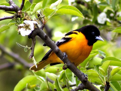 Oriole - male 19.5 Cherylene Stimers Pictorial Silver