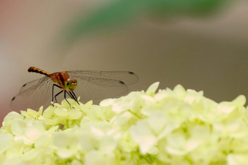 Eastern Amberwing 20 Cliff Dominy Pictorial Bronze