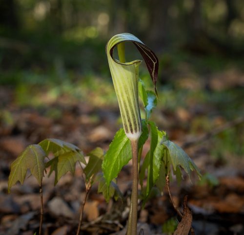 Jack-in-the-Pulpit 22 David Evans Nature Master