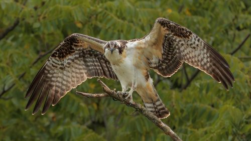 Juvenile Osprey at Takeoff 23.5 Geoff Dunn Nature Master