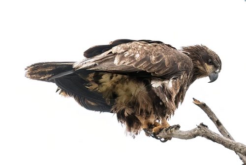 Juvenile bald eagle 22 Jim Maguire Nature Master