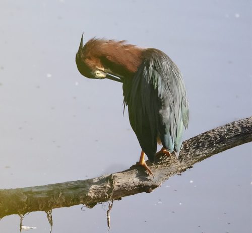 Little Green Heron Preening 20 Colleen Bird Nature Master