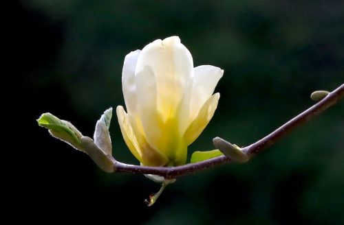 Backlit Magnolia #039;Elizabeth' 21.5 BPP Cliff Dominy Pictorial Bronze