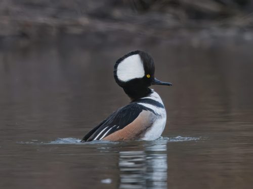 Male Hooded Merganser 23 SPP Derrick Butler Nature Silver