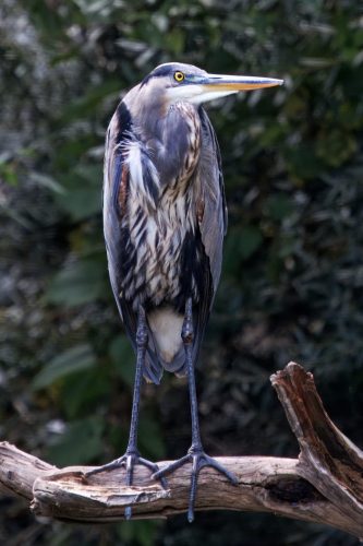 Great Blue Heron 20.5 Marino Favretto Nature Gold