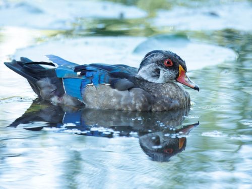 Wood Duck 20 Marino Favretto Nature Gold