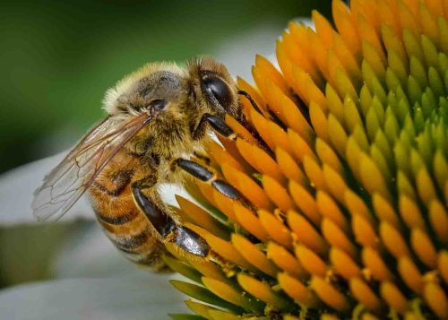 Mason Bee on Echinacea 23 TC BPP Tracey Kenning Nature Bronze