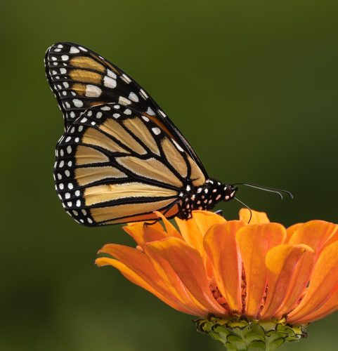 Monarch Butterfly Feeding on Zinnia 25.5 TC DP David Evans Nature Master