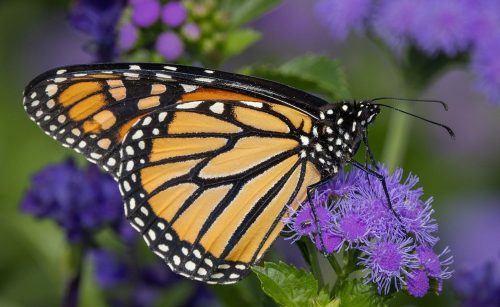 Monarch on Flossflower 23 David Evans Pictorial Master
