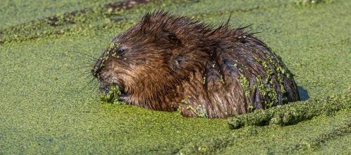 Muskrat Feeding in Duckweed 23 David Evans Nature Master