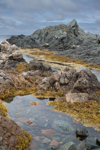 Newfoundland#039;s Wild Coast 24 GPP Herb McClelland Pictorial Gold