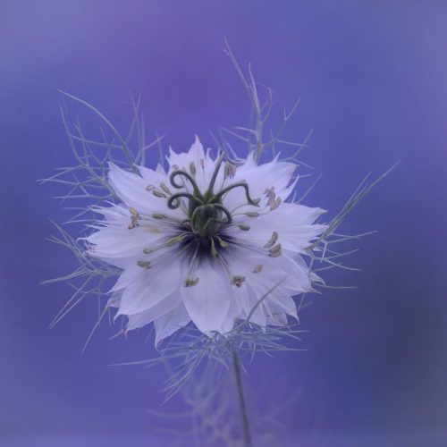 Nigella damascena  Entangled in a Dream  23 SPP Tracey Kenning Pictorial Silver