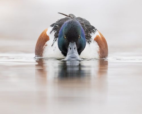 Northern Shoveler 23.5 SPP Leigh Wright Nature Silver