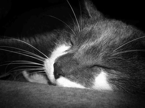 OMally Domestic Short Hair Cat 21 BPP Tracey Kenning Pictorial Bronze