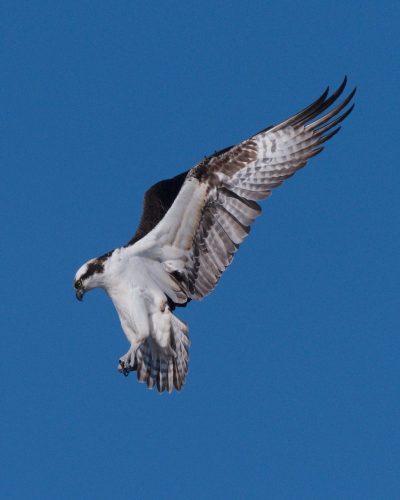 Osprey Scanning for Breakfast 22.5 SPP Derrick Butler Nature Silver