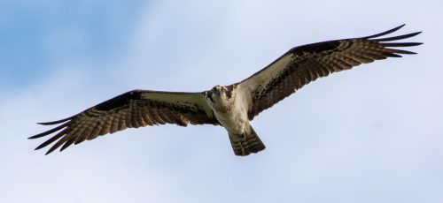 Osprey stare 23 SPP Kevin White Nature Silver