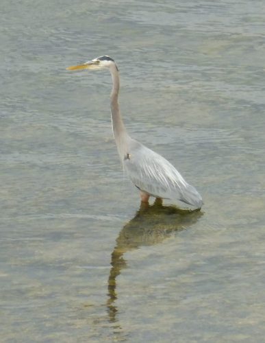 Heron 19.5 Roy Oldfield Nature Gold