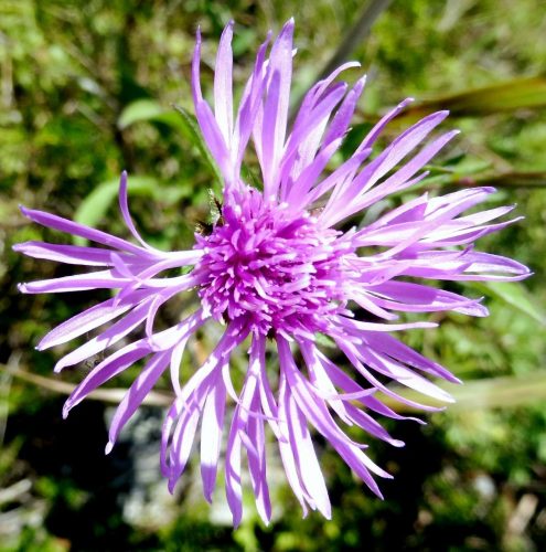 Tall Ironweed 19.5 Roy Oldfield Nature Gold