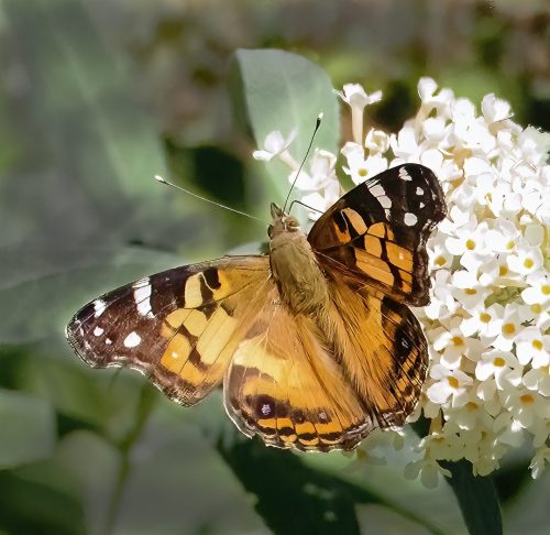 Painted Lady 20.5 Colleen Bird Nature Master
