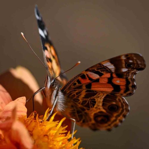 Painted Lady Butterfly 19 Tracey Kenning Nature Bronze