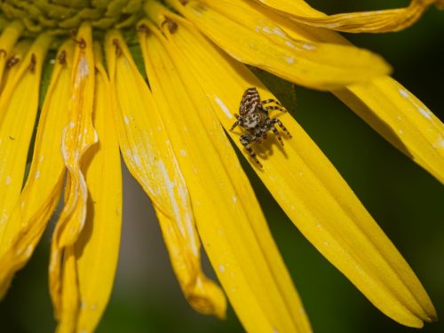 Peppered jumping Spider 21.5 Ted Buck Nature Gold