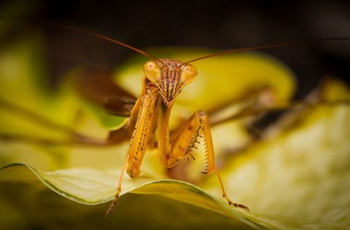 Praying Mantis 24 DP Andy Langs Nature Master