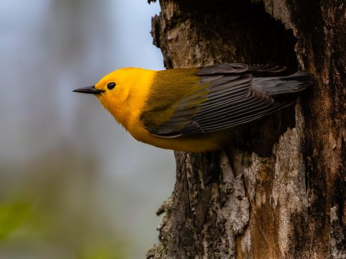 Prothonotary Warbler 23 Jim Thomson Nature Master