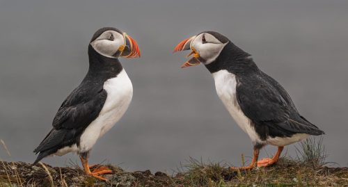 Puffins having a disagreement 23.5 GPP Herb McClelland Nature Gold