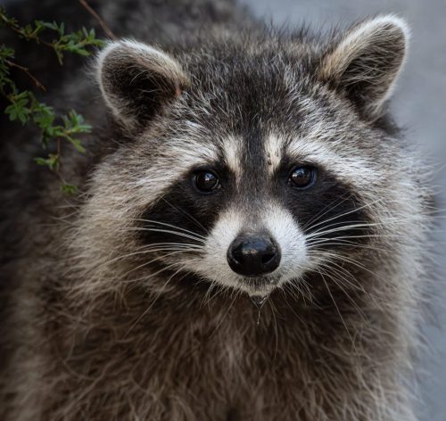 Racoon  Thirst Quenched 23 SPP Tracey Kenning Nature Silver